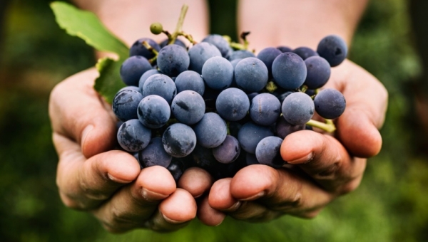 Invitan a webinar sobre desarrollo de la viticultura en La Araucanía y el sur de Chile